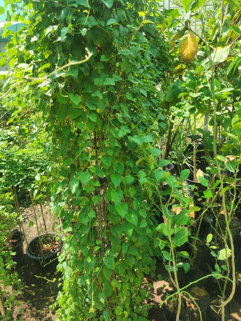 Morning Glory Vine