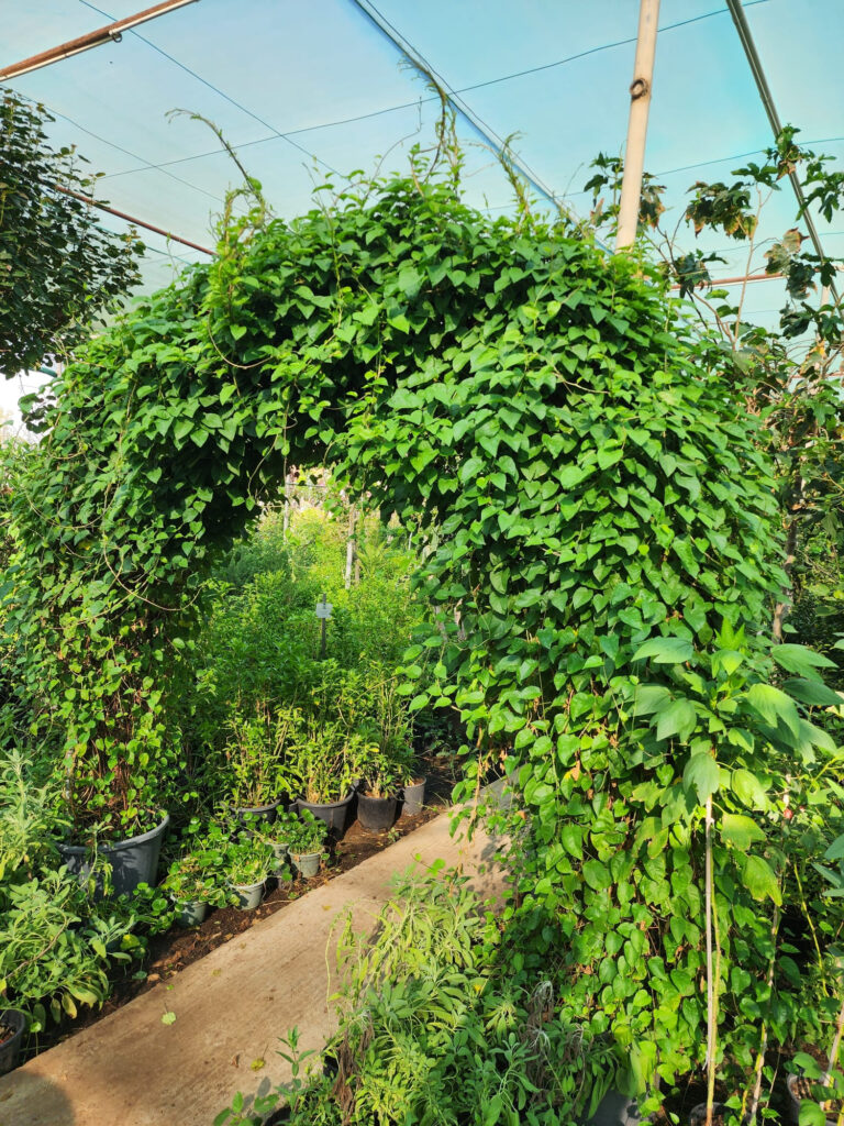 Morning Glory Vine