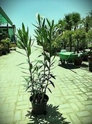 Oleander