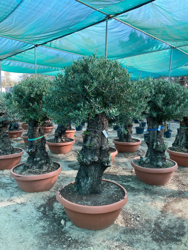 Olive Tree - Bonsai (2.0m, 30-35cm dia)