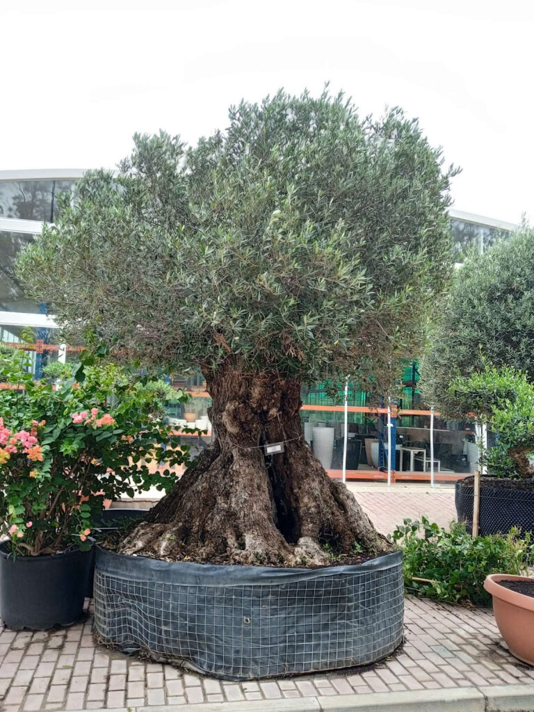 Olive Tree - Bonsai (3.0m, 100-120cm dia)