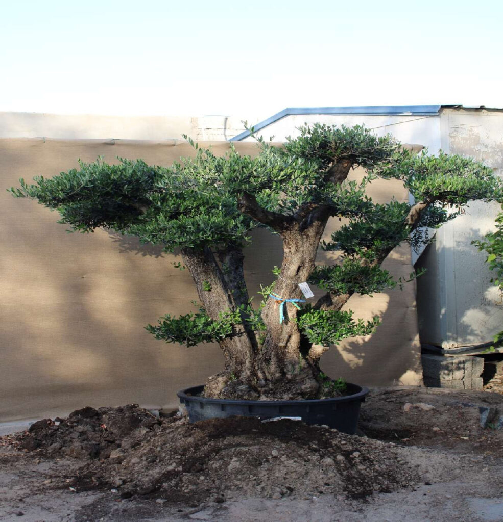 Olive Tree - Homacuelso (2.0-2.5m, Multi Trunk)