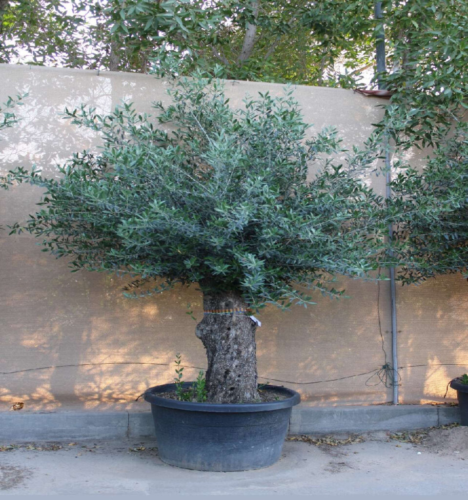 Olive Tree - Homacuelso (2.0m, 25-30cm dia)