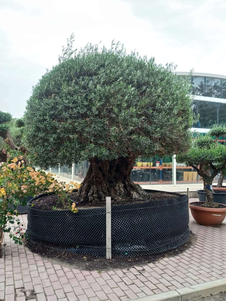 Olive Tree - Homacuelso (3.0m, 120-140cm dia)