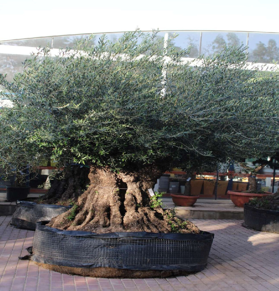 Olive Tree - Lechin (2.5m, 72-78cm dia)