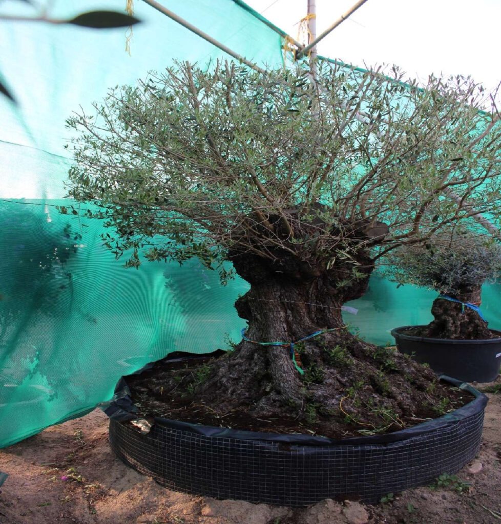 Olive Tree - Lechin (2.5m, 65-80cm dia)