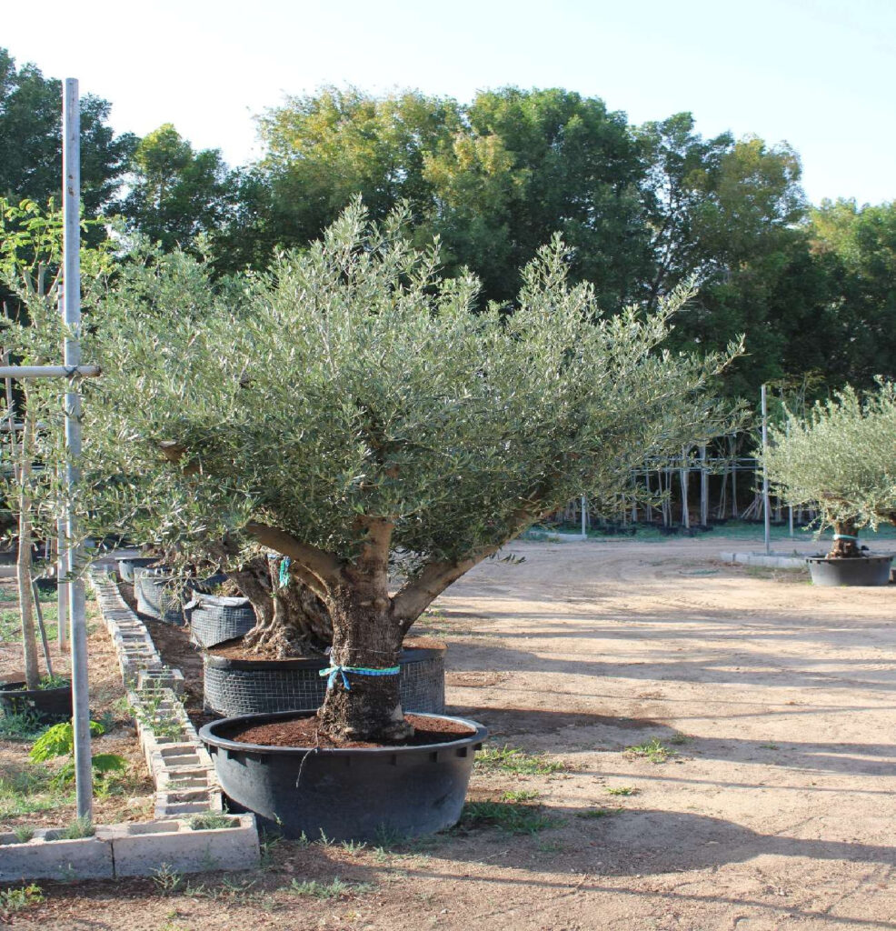 Olive Tree - Multi Branch (2.0m, 25-30cm dia)