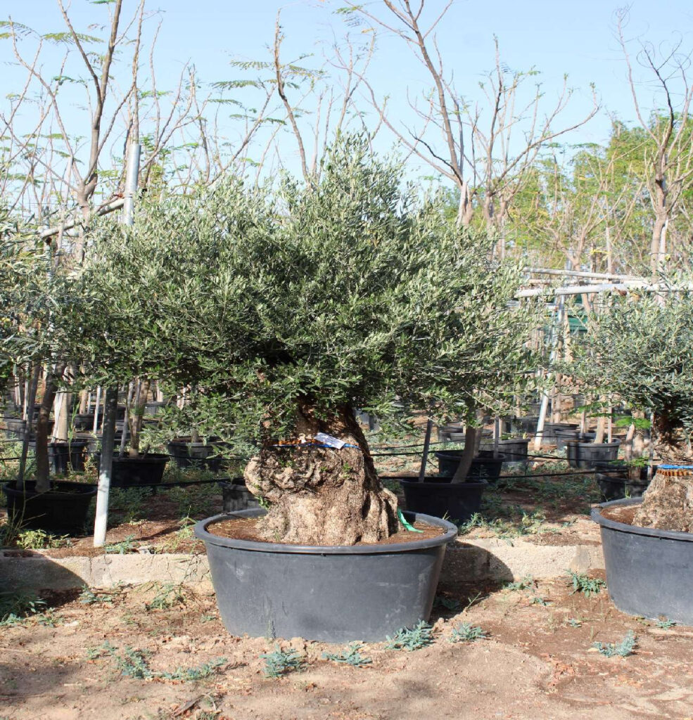 Olive Tree - Olea Bonsai (2.0-2.5m, 40-45cm dia)