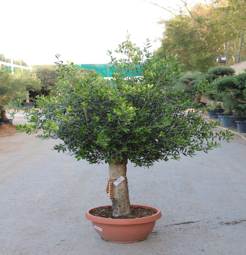Olive Tree (1.5m, 12-15cm dia, CT 60cm)