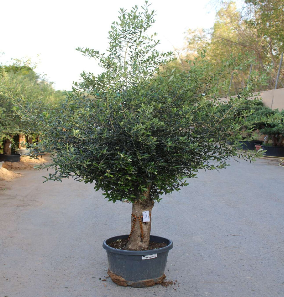 Olive Tree (1.5m, 12-15cm dia)