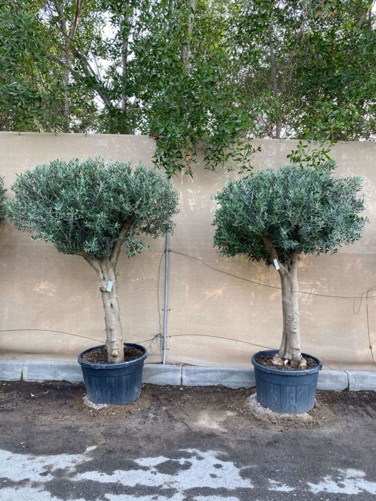 Olive Tree (2.0m, 15-18cm dia)