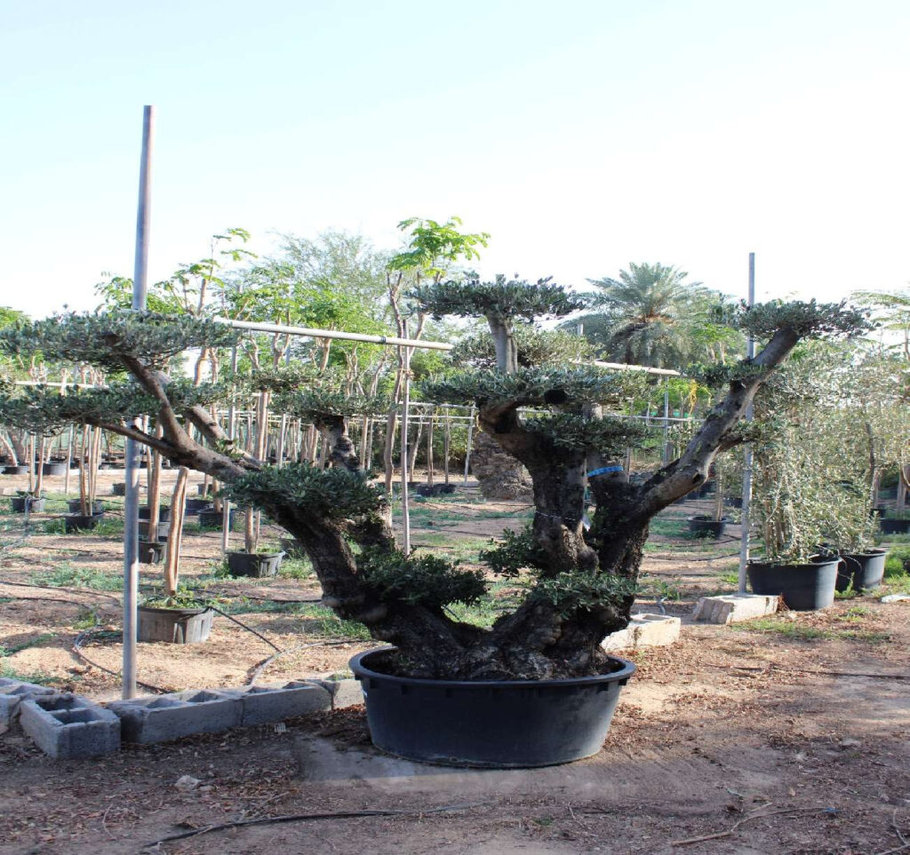 Olive Tree - Pom Pon (2.0-2.5m, Multi Trunk)