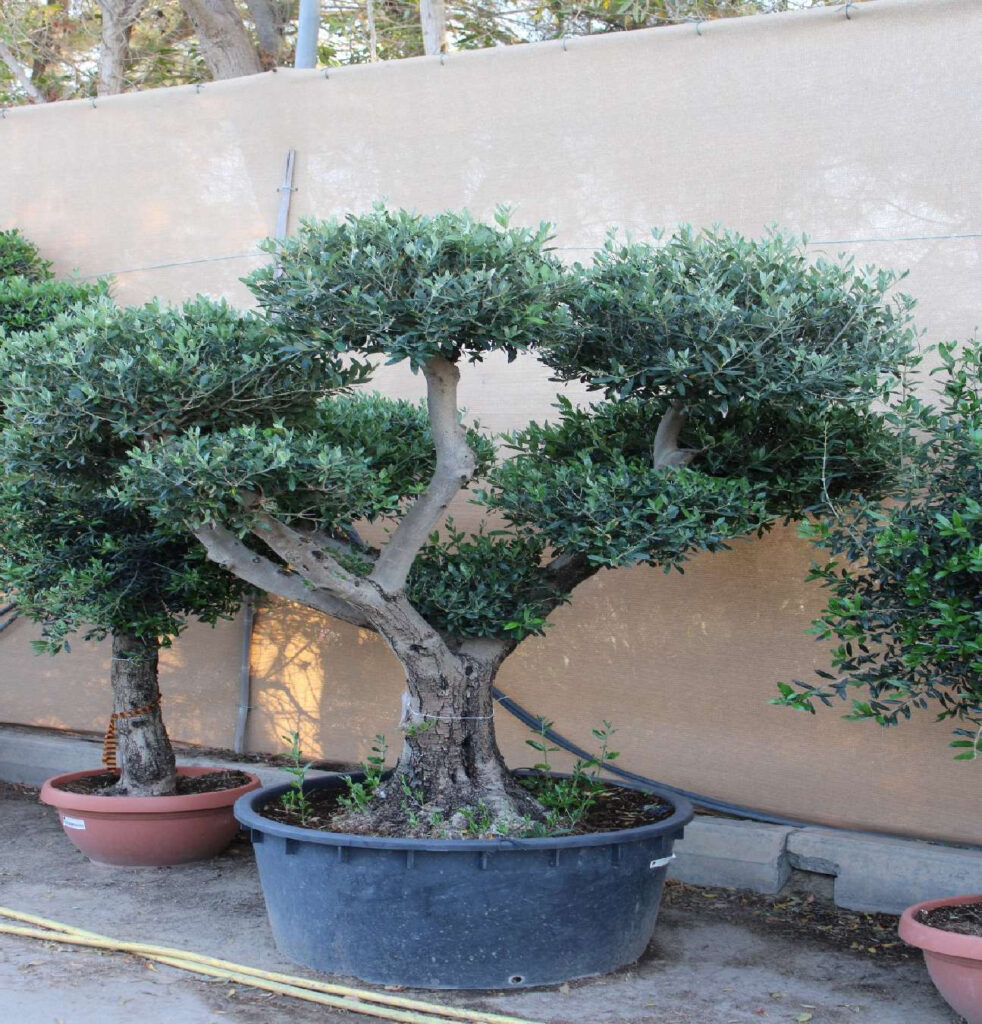 Olive Tree - Pompom PV (1.5m, 28-30cm dia)