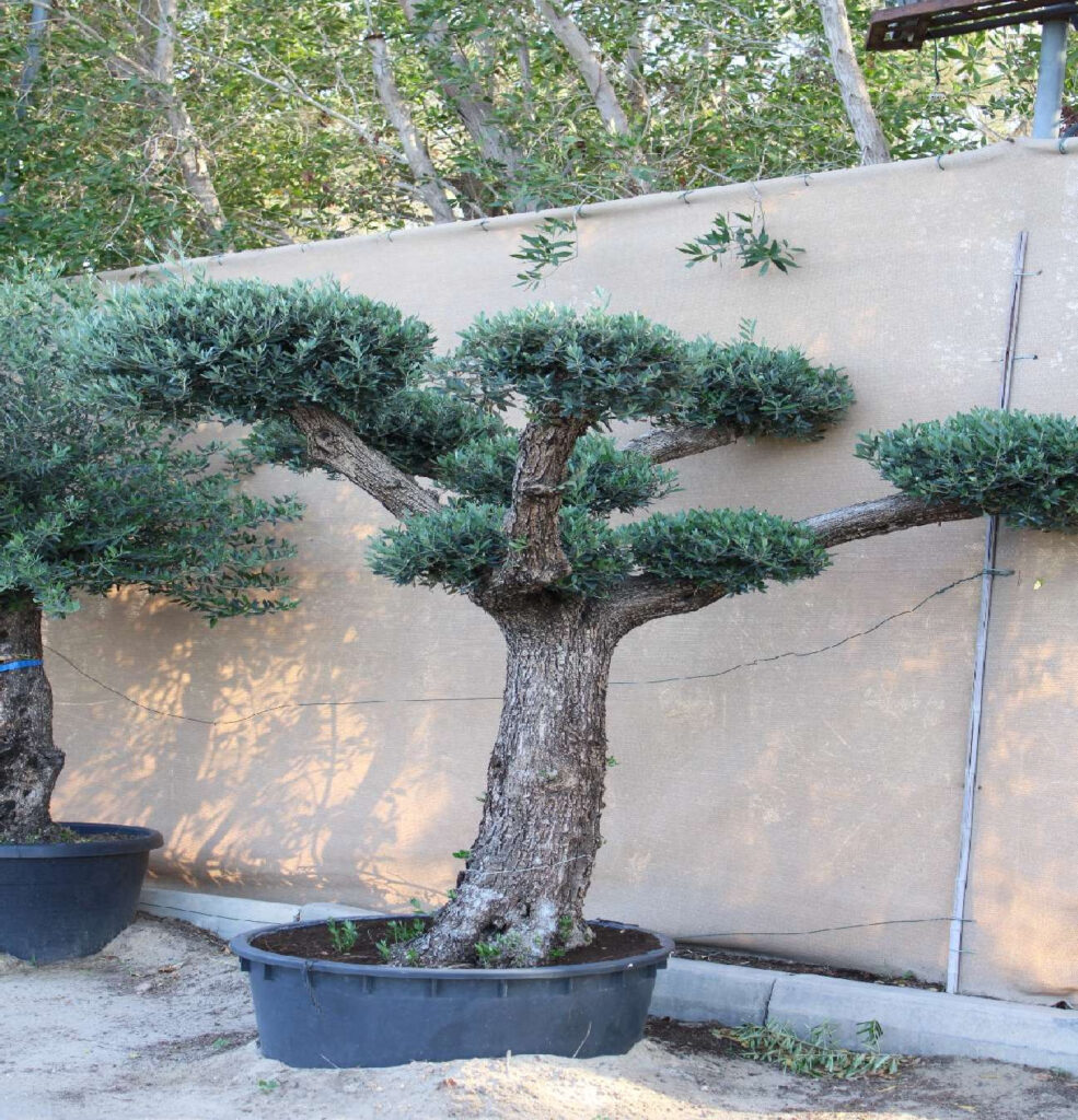 Olive Tree - Pompom PV Tronco (2.3m, 28-30cm dia)