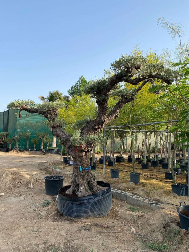 Olive Tree - Pompon Lechin (2.5m, 47-50cm dia)