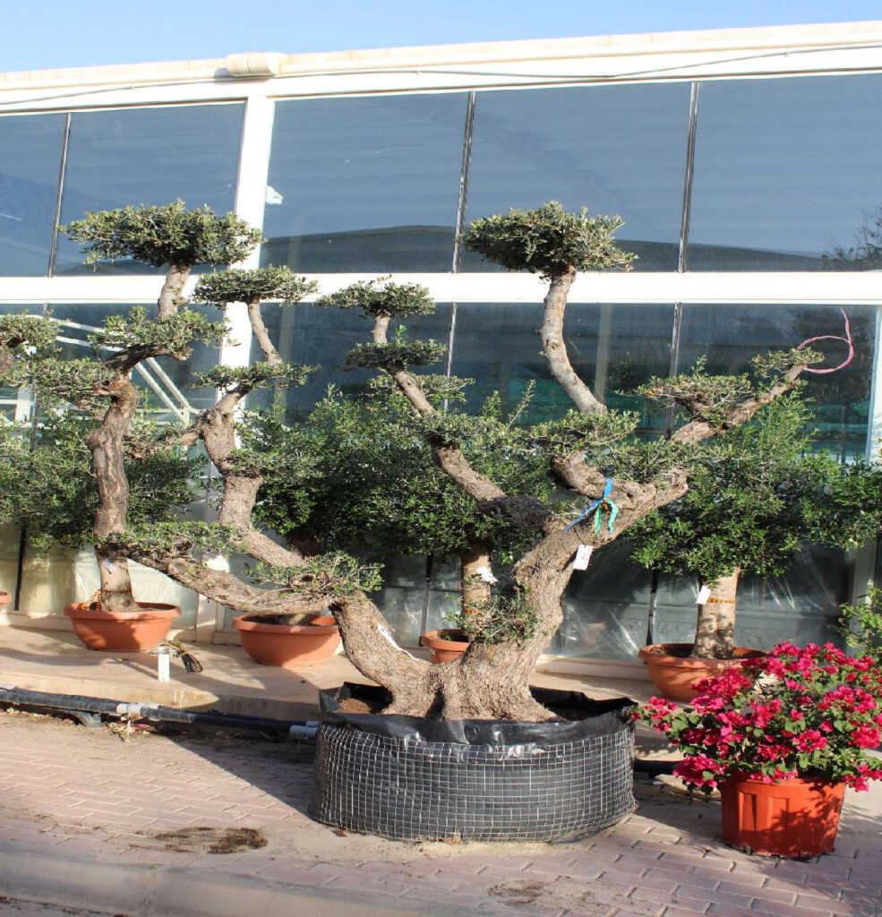 Olive Tree - Ponpon Pile Viej (2.5m, Multi Trunk)