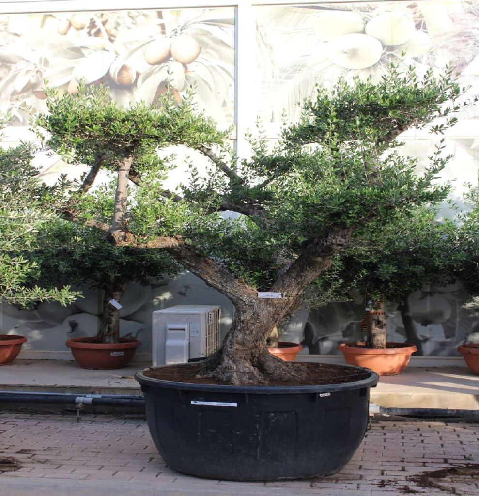 Olive Tree - Ponpon Pile Viej (2.5m, 32-35cm dia)