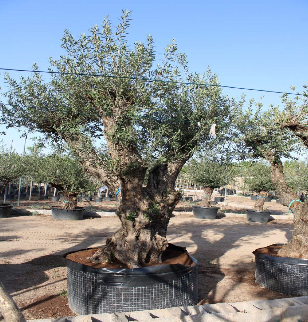 Olive Tree - Ramificado Extra (2.5m, 50-55cm dia)