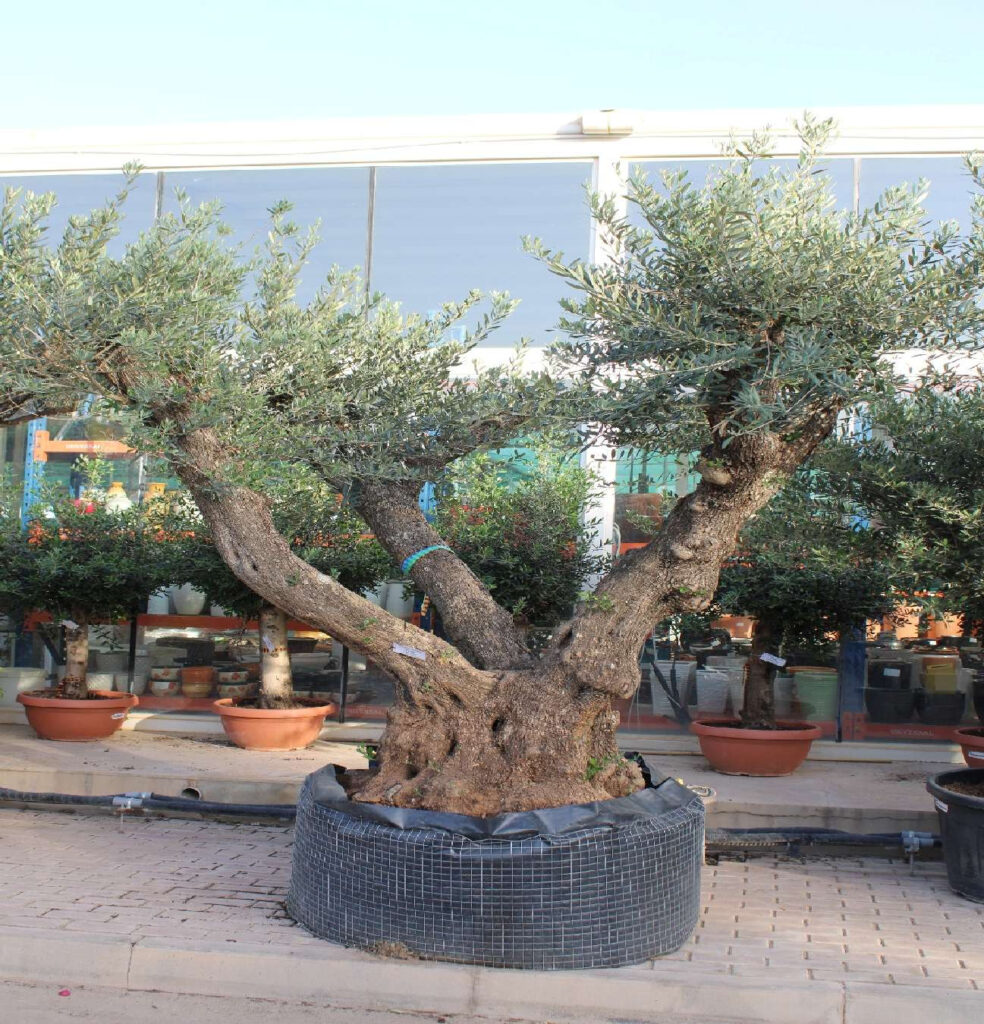 Olive Tree - Ramificado Extra (2.5m, 55-60cm dia)