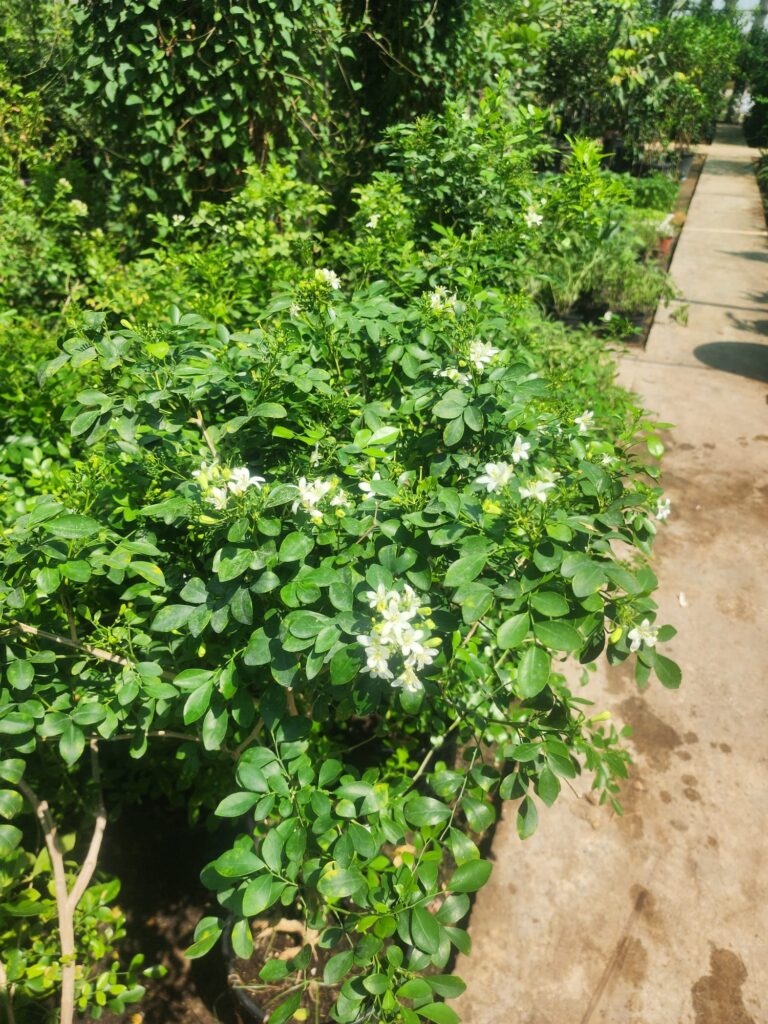 Orange Jasmine (Jasmine Moraya)