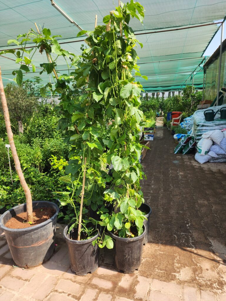 Passion Fruit Vine (Passiflora edulis)