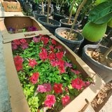 Petunia (Red)