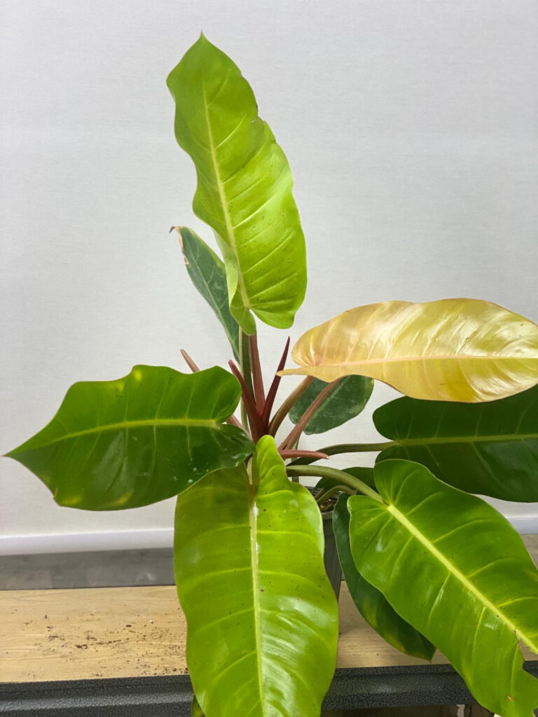 Philodendron 'Prince of Orange'