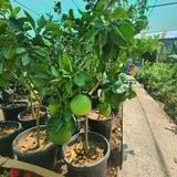 Citrus Tree (Pomelo)