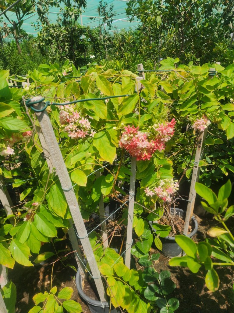 Rangoon Creeper