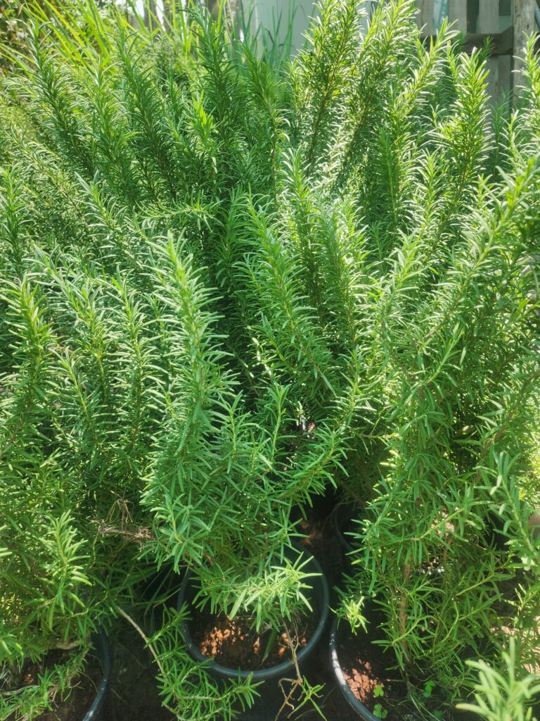 Rosemary