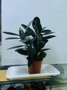 Rubber Plant, Burgundy