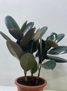 Rubber Plant, Dark