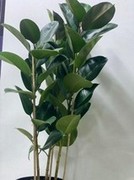 Rubber Plant