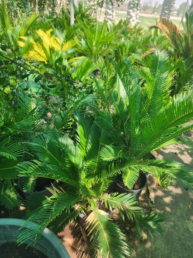 Sago Palm