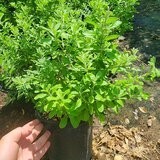 Silver Bush