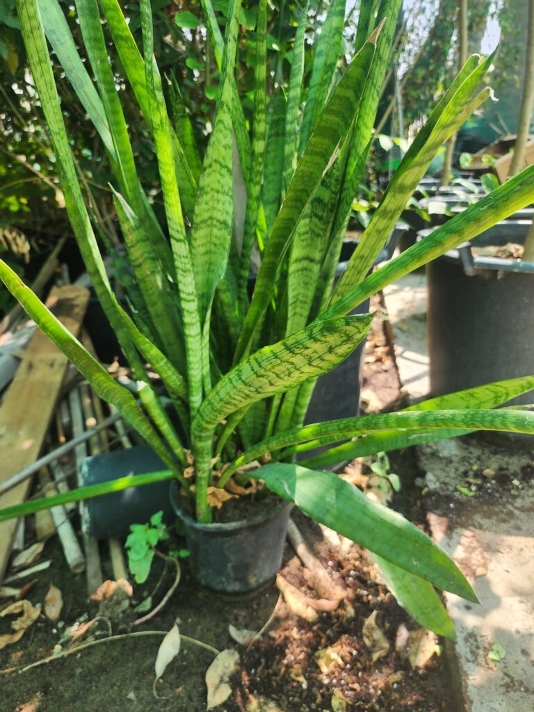 Snake Plant