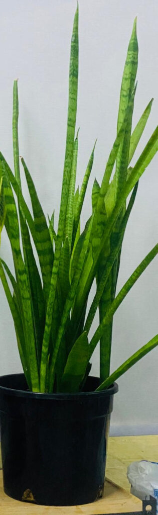 Green Snake Plant