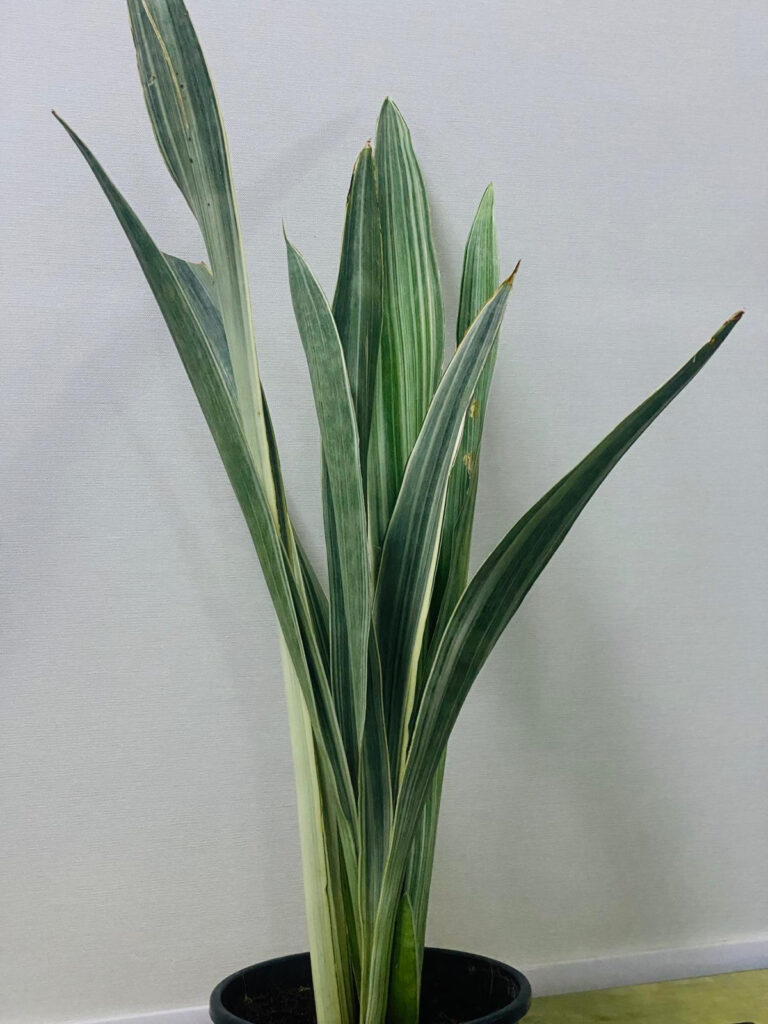 Silver Snake Plant