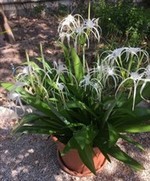 Spider Lily