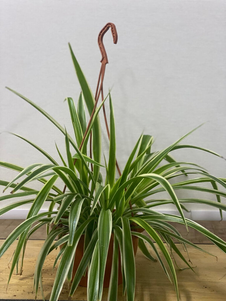Spider Plant (Hanging)