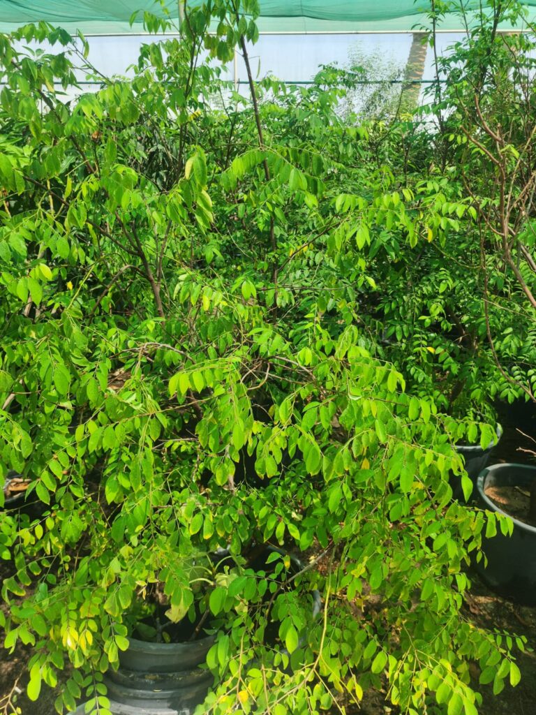 Star Gooseberry Tree