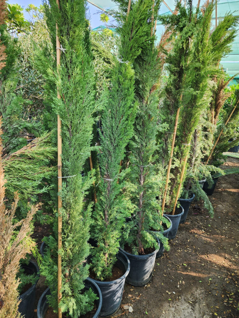 Thuja Hedge