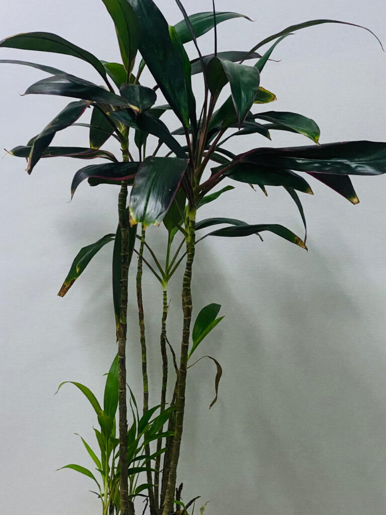 Ti Plant (Cordyline)