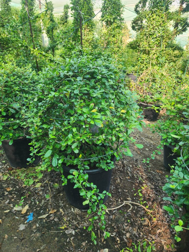 Topiary Ball (Wire Frame)