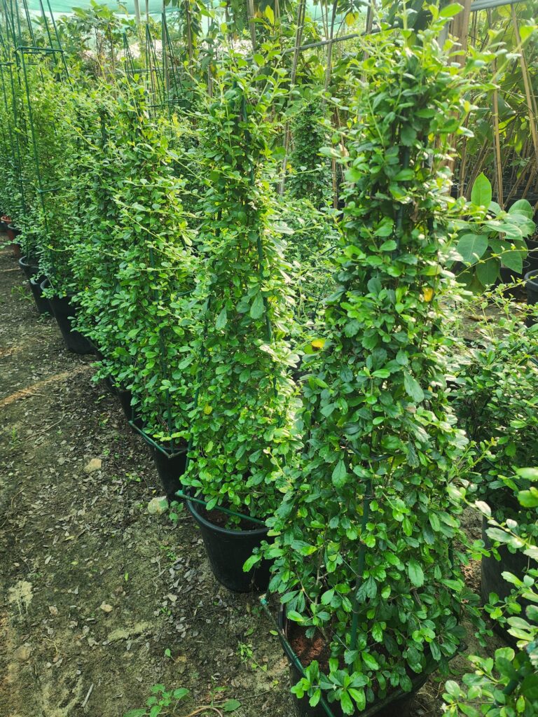 Topiary Cone Column (Wire Frame)