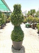 Topiary Shrub (Tiered Bulb)