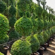 Topiary Shrub