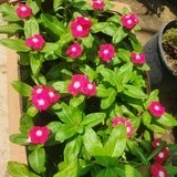 Vinca (Periwinkle)