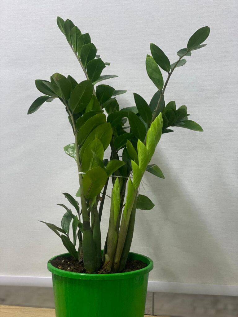 ZZ Plant